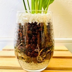 スパティフィラム　観葉植物　ハイドロカルチャーの画像