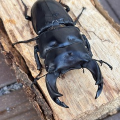 国産オオクワガタアンバランス血統幼虫4頭の画像