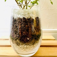 シマトネリコ　観葉植物　ハイドロカルチャーの画像