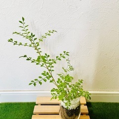 シマトネリコ　観葉植物　ハイドロカルチャーの画像