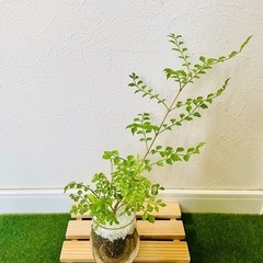 シマトネリコ　観葉植物　ハイドロカルチャーの画像