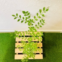 シマトネリコ　観葉植物　ハイドロカルチャーの画像