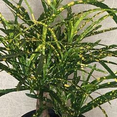 観葉植物　クロトン（リュウセイ）鉢植え　の画像