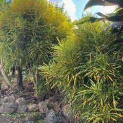 観葉植物　クロトン（リュウセイ）鉢植え　の画像