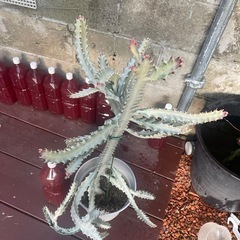 ホワイトゴースト👻の画像