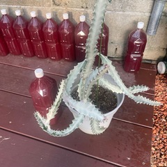 ホワイトゴースト👻の画像