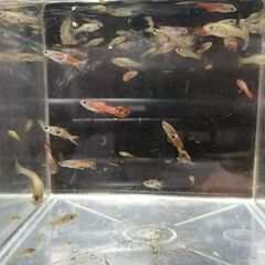 グッピーあげます(12)の画像