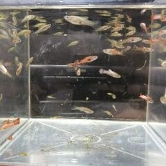グッピーあげます(12)の画像