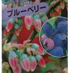 【ブルーベリーの苗木】とブラックベリーの苗木を交換希望です…
