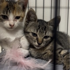 キジトラちゃん、ミケちゃん、生後1ヶ月