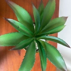 フェイク観葉植物
の画像