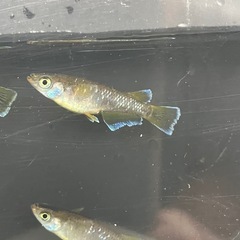 メダカ（フロマージュ）2ペアの画像