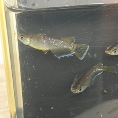メダカ（フロマージュ）2ペアの画像