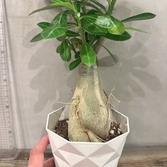 観葉植物・アデニウム［３５センチ］の画像