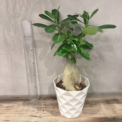 観葉植物・アデニウム［３５センチ］の画像
