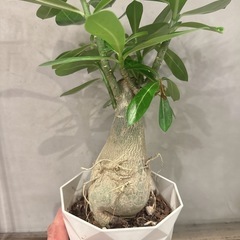 観葉植物・アデニウム［３５センチ］の画像