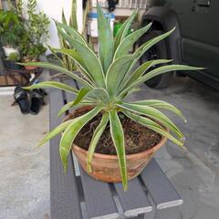 植物アガベベネズエラの画像