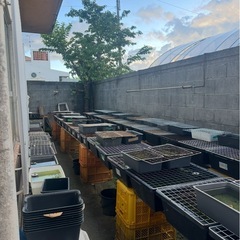9月7日 日曜日メダカ出品してます。の画像