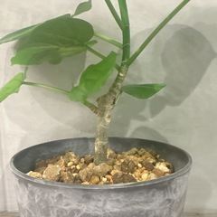 観葉植物・ウンベラータ［40センチ］の画像