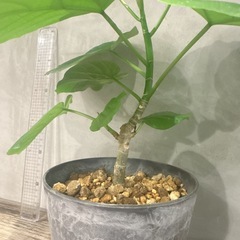 観葉植物・ウンベラータ［40センチ］の画像