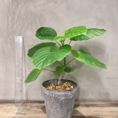 観葉植物・ウンベラータ［40センチ］の画像