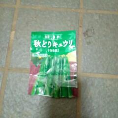 秋取りきゅうりの画像