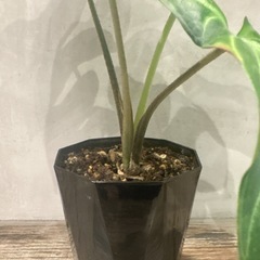 観葉植物・アロカシアの画像