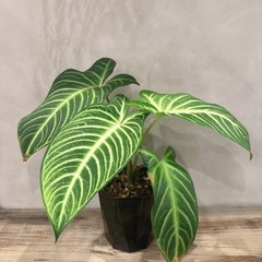 観葉植物・アロカシアの画像