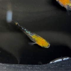 ○上州めだか様ブリード個体○【雷虎】5匹の画像