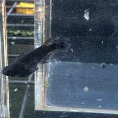 メダカ 心龍🐉道 黒心龍タイプ 1ペアの画像