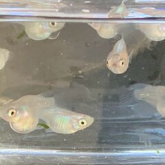 ダルマ メダカ　ミックス　若魚１０匹　１５００円の画像