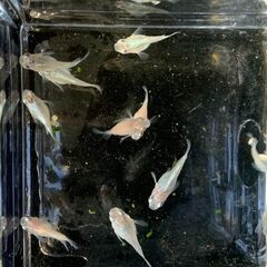 ダルマ メダカ　ミックス　若魚１０匹　１５００円の画像