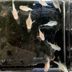 ダルマ メダカ　ミックス　若魚１０匹　１５００円の画像