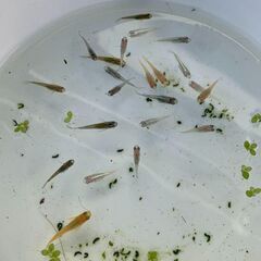 ミックスメダカ　若魚　20匹　500円②の画像