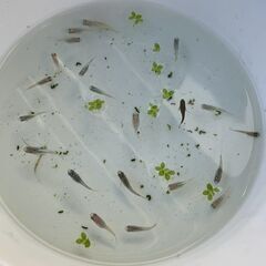 ミックスメダカ　若魚　20匹　500円②の画像