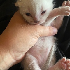 子猫ちゃん　里親さん募集
