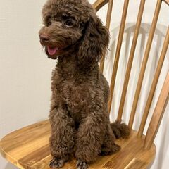 トイプードル★メス★もうすぐ1歳★里親募集します