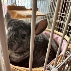 チンチラ