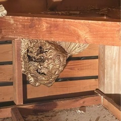 福岡、佐賀、熊本、大分、長崎、スズメバチ（スズメ蜂）、アシナガバチ、ゴキブリ、その他、害虫全般 - 害虫/害獣駆除