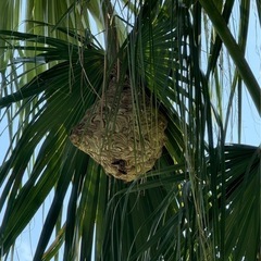 福岡、佐賀、熊本、大分、長崎、スズメバチ（スズメ蜂）、アシナガバ...