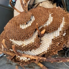 福岡、佐賀、熊本、大分、長崎、スズメバチ（スズメ蜂）、アシナガバチ、ゴキブリ、その他、害虫全般 - 地元のお店