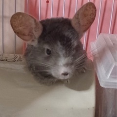 チンチラ