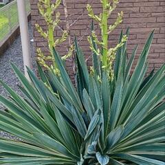 アガベ　パリー　ユッカ　植物　観葉植物