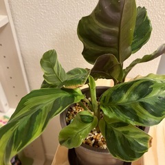 観葉植物　カラテア・エンペラーの画像