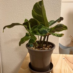 観葉植物　カラテア・エンペラーの画像