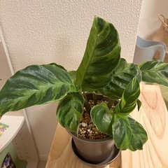 観葉植物　カラテア・エンペラーの画像