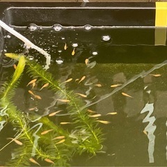 ミックスメダカ1.0〜1.5mm 12匹  の画像