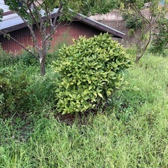 【お譲り先決まりました‼️】アオキ　庭木の画像
