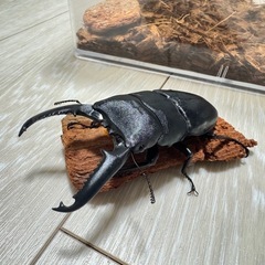 パラワンオオヒラタクワガタ幼虫の画像