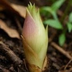 ミョウガの根の画像